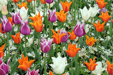 Anemone blanda 'White Splendour,Tulipa 'Ballade',Tulipa 'Ballerina',Tulipa 'White Triumphator'